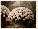 Hand-selected heirloom pumpkins